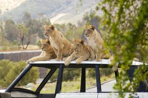 cinco león cachorros utilizar el techo de un abandonado safari todoterreno como un ventaja punto a reloj su padre y el descanso de el orgullo Vamos caza. foto