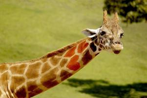 Giraffe with a long neck and patches with heart-shaped natural markings. photo