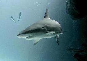 Off the coast of Florida, a large bull shark may be seen emerging from a cave and swimming in open water.
