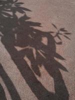 Shadow of a tree on the pavement. Abstract background for design. photo