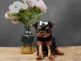 un lindo, mullido yorkshire terrier perrito sentado en un de madera mesa. posando en cámara. el perrito tiene un azul arco en sus cabeza, un florero con rosado flores soportes cerca en negro antecedentes foto