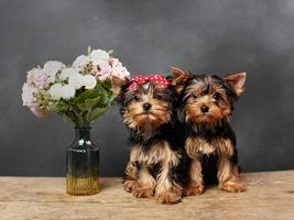 dos lindo, peludo yorkshire terrier cachorros sentado en un de madera mesa, posando en cámara. el perrito tiene un rojo arco en sus cabeza, siguiente a eso es un florero con rosado flores en contra un negro antecedentes foto