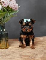 un lindo, mullido yorkshire terrier perrito sentado en un de madera mesa. posando en cámara. el perrito tiene un azul arco en sus cabeza, un florero con rosado flores soportes cerca en negro antecedentes foto