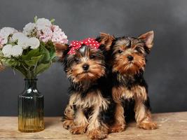 dos lindo, peludo yorkshire terrier cachorros sentado en un de madera mesa, posando en cámara. el perrito tiene un rojo arco en sus cabeza, siguiente a eso es un florero con rosado flores en contra un negro antecedentes foto