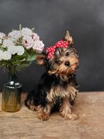 un lindo, mullido yorkshire terrier perrito se sienta en un de madera mesa, posando en cámara. el perrito tiene un rojo arco en sus cabeza, un florero con rosado flores soportes cerca foto