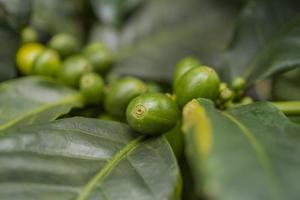 Close up photo of green coffee bean when spring season. The photo is suitable to use for nature background, content social media and fruit poster.