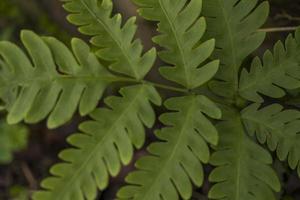 Close up photo of green ferns leaf on the forest when spring time. The photo is suitable to use for green leaf background, nature background and botanical content media.