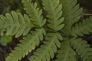 Close up photo of green ferns leaf on the forest when spring time. The photo is suitable to use for green leaf background, nature background and botanical content media.