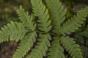 Close up photo of green ferns leaf on the forest when spring time. The photo is suitable to use for green leaf background, nature background and botanical content media.