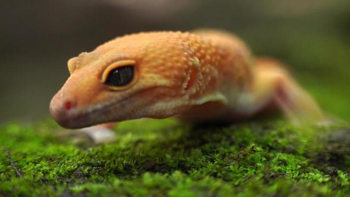 Cute Gecko Stock Photos, Images and Backgrounds for Free Download
