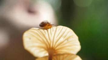 snails walk on mushrooms in search of food photo