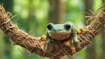 the frog sits on the tree roots photo