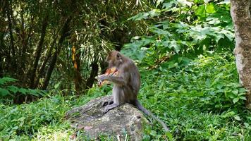 wild monkeys sitting on a rock eating gifts from visitors photo