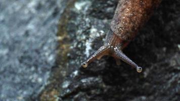 Field snails in some areas are a pest threat to farmers photo