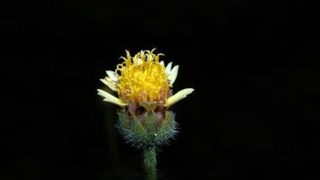 a yellow flower on a black background photo