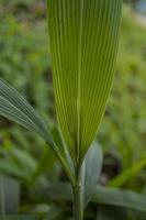 Close up photo of corn leaf, when harvest season on the East Java Indonesia. The photo is suitable to use for nature background and content social media botanical poster.