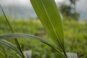 Close up photo of corn leaf, when harvest season on the East Java Indonesia. The photo is suitable to use for nature background and content social media botanical poster.