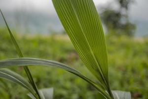 Close up photo of corn leaf, when harvest season on the East Java Indonesia. The photo is suitable to use for nature background and content social media botanical poster.