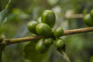 Close up photo of green coffee bean when spring season. The photo is suitable to use for nature background, content social media and fruit poster.