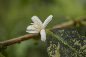 Close up photo of little white flower of coffee plant. The photo is suitable to use for nature background, content social media and fruit poster.