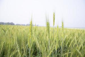 Wheat  Spike with a blurry background in the field. Selective Focus photo