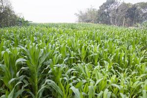 corn field with green leaves, closeup of photo with selective focus