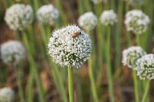 Beautiful White Onion Flower with Blurry Background. Selective Focus photo