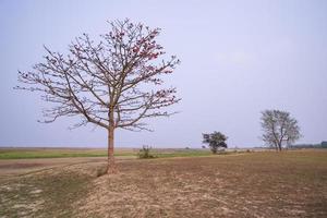 bombax ceiba árbol con rojo florecer flores en el campo debajo el azul cielo foto