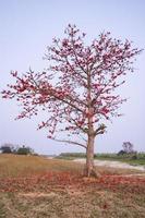 bombax ceiba árbol con rojo florecer flores en el campo debajo el azul cielo foto