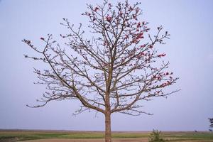 bombax ceiba árbol con rojo florecer flores en el campo debajo el azul cielo foto