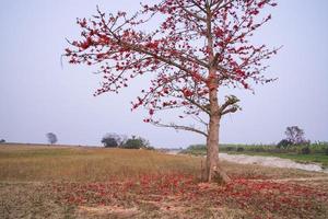 Bombax ceiba tree with red blossom flowers in the field under the blue sky photo