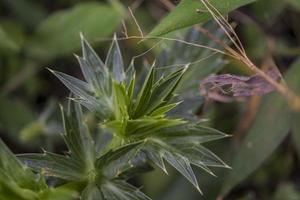 Close up photo of green ferns leaf on the forest when spring time. The photo is suitable to use for green leaf background, nature background and botanical content media.