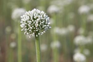 hermosa blanco cebolla flor con borroso antecedentes. selectivo atención foto