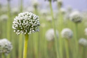 hermosa blanco cebolla flor con borroso antecedentes. selectivo atención foto