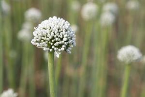 hermosa blanco cebolla flor con borroso antecedentes. selectivo atención foto