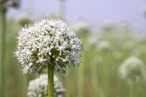 Beautiful White Onion Flower with Blurry Background. Selective Focus photo