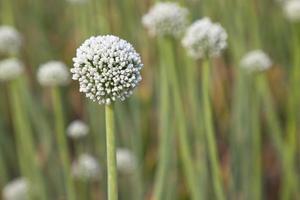 hermosa blanco cebolla flor con borroso antecedentes. selectivo atención foto