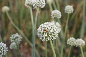 hermosa blanco cebolla flor con borroso antecedentes. selectivo atención foto