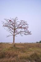 Bombax ceiba tree with red blossom flowers in the field under the blue sky photo