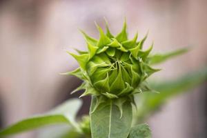 Green Sunflower buds in the garden with Blurry background photo