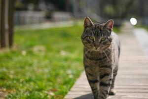 red cat looking around outdoor , photo