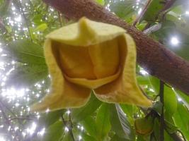 soursop flowers bloom photo