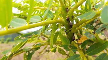 aphids and praying mantis photo