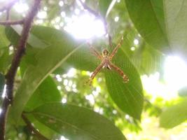 araña debajo el Dom foto