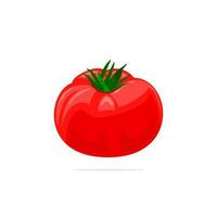 red tomato on white background vector