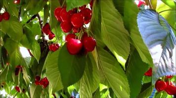 red cherry green leaves, delicious summer fruits video