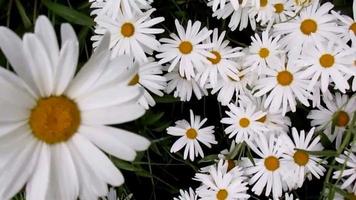 blanco margarita flores floreciente en el verano jardín video