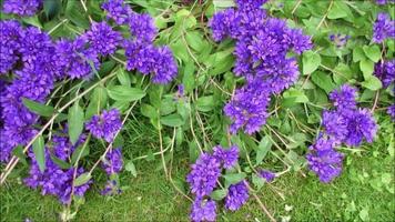púrpura flores verde césped, primavera jardín video