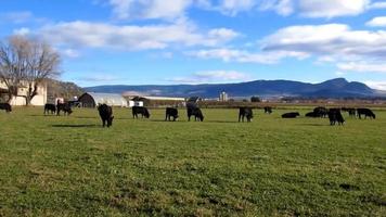 muitos vacas comendo Relva em uma fazenda, azul céu branco nuvens video
