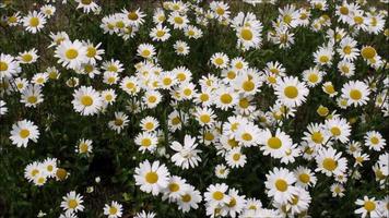 vit daisy blommor blommar i de trädgård video